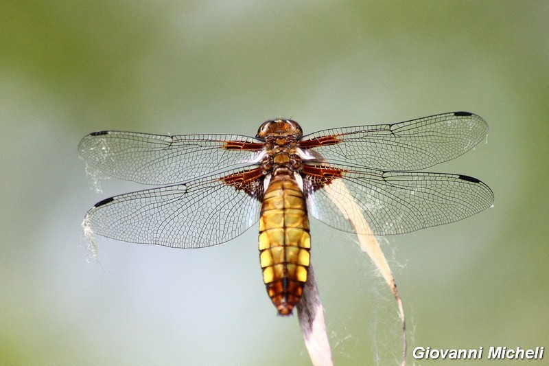 Serie di Libellulidae del Parco del Ticino